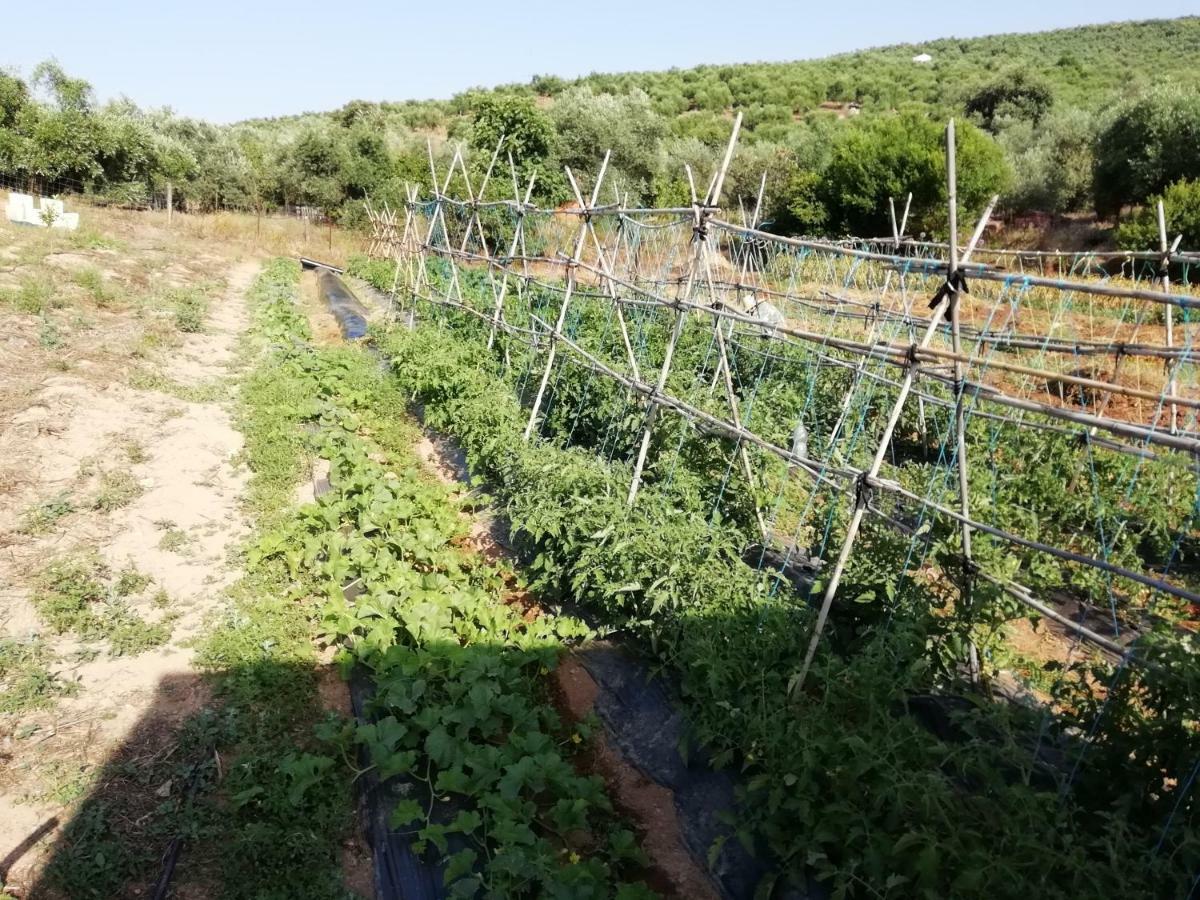 Alojamiento Rural La Perdiz La Puebla de los Infantes Ngoại thất bức ảnh